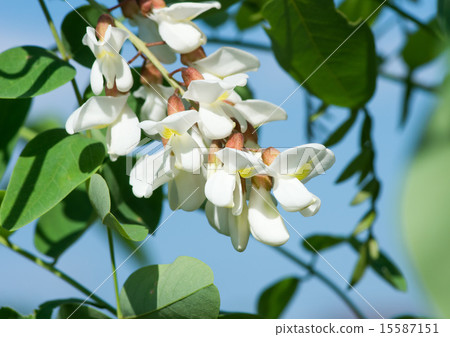 White flowers of falseacacia White flowers of falseacacia 15587151