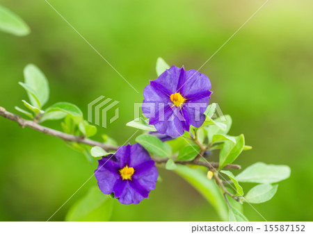 Solanum · Lantoneeti 15587152