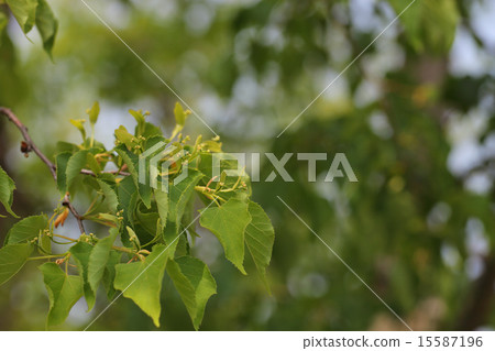 花蕾的芽 15587196