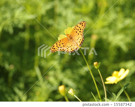 花和蝴蝶 15587342