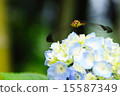 Hydrangea and dragonfly 15587349