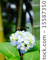 Hydrangea and dragonfly 15587350