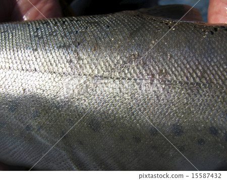 偉大的Yamame的鱗片 15587432