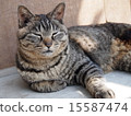 一隻貓 15587474