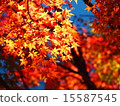 秋天的樹葉 15587545