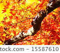 秋天的樹葉 15587610