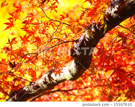 秋天的樹葉 15587610