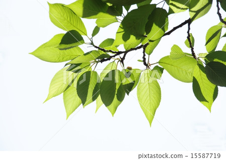 Sakura's fresh green 15587719