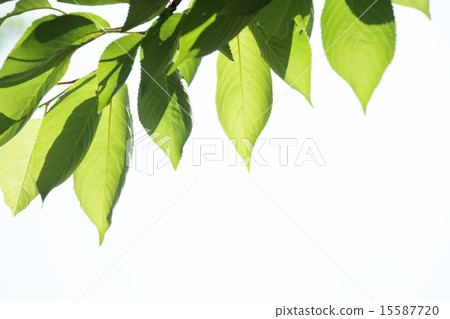 Sakura's fresh green Sakura's fresh green 15587720