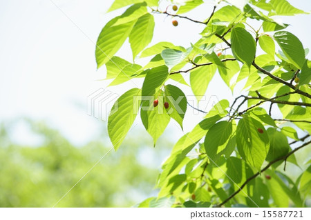 Sakura's fresh green Sakura's fresh green 15587721