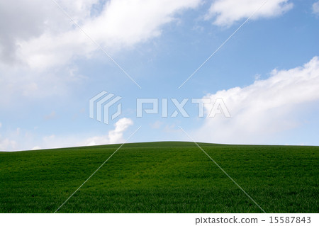 藍色麥子小山和藍天 15587843