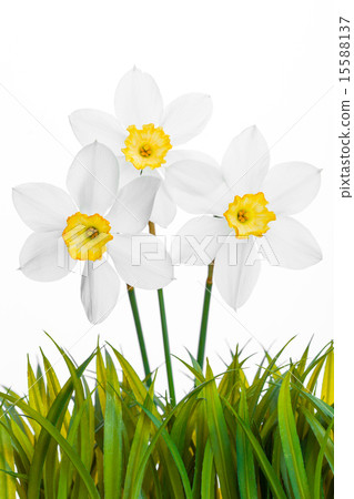 Spring floral border, beautiful fresh narcissus flowers 15588137