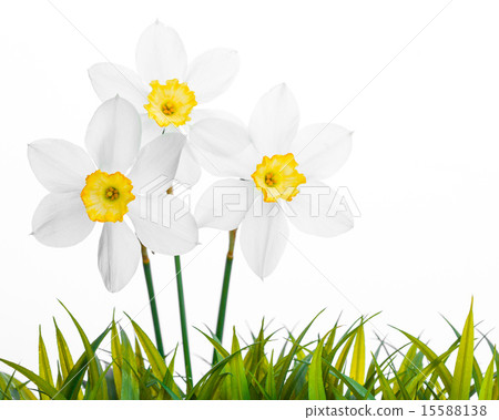 Spring floral border, beautiful fresh narcissus flowers 15588138