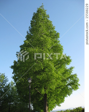 Metasequoia 15588229
