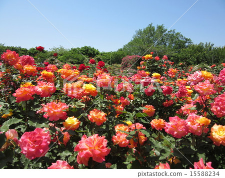 春天玫瑰園 15588234
