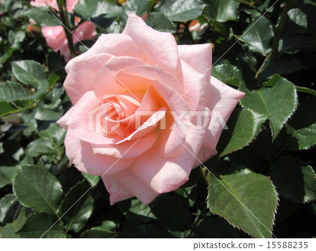 spring rose spring rose 15588235
