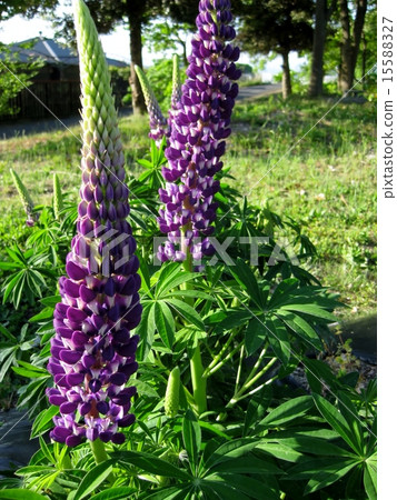 Lupine Lupine 15588327