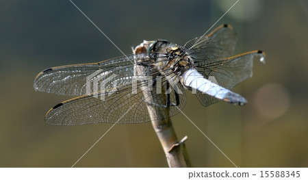 Dragonfly - Broad-bodied Chaser Dragonfly - Broad-bodied Chaser 15588345
