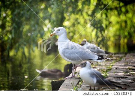 herring gull herring gull 15588378