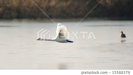 Swan in flight Swan in flight 15588379