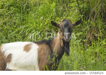 Close up of a goat outdoors Close up of a goat outdoors 15588523