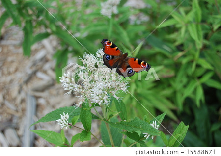 蝴蝶在花鳥的孔雀butterfly蝶在高地 15588671