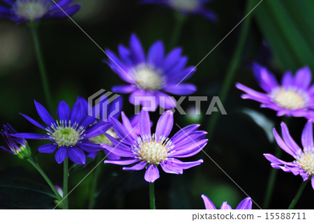 Miyako潔具 15588711