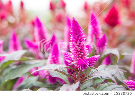 Celosia Celosia 15588720