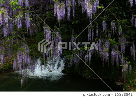 Wisteria of consistent fields Wisteria of consistent fields 15588841