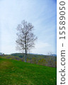 White birch and mountain 15589050
