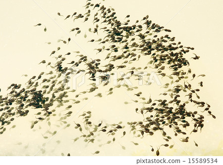 Tadpoles in the water Tadpoles in the water 15589534