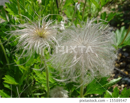 Okinagusa Okinagusa 15589547