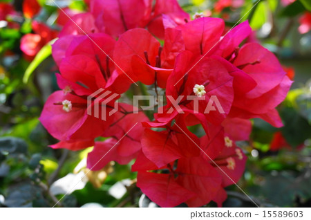 三角梅 三角梅 15589603