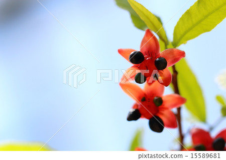 米老鼠樹 15589681