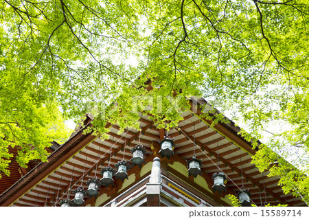 白山神社紅色的鮮綠色 15589714