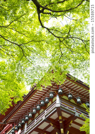 白山神社紅色的鮮綠色 15589715