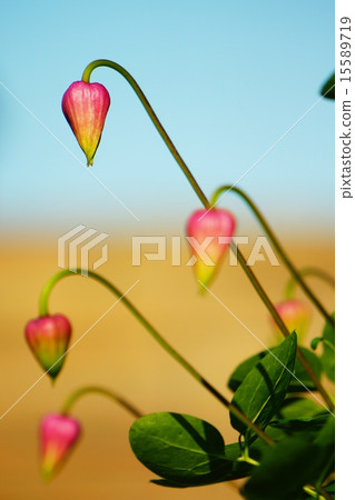 鐵線蓮的芽 鐵線蓮的芽 15589719