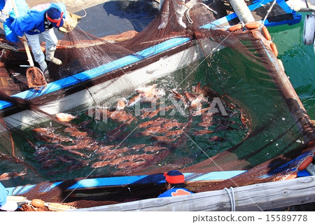 海鯛網捕魚 海鯛網捕魚 15589778