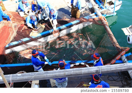 海鯛網捕魚 15589780