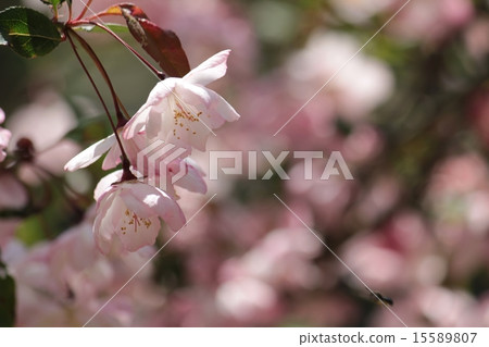 Hanakaido Hanakaido 15589807