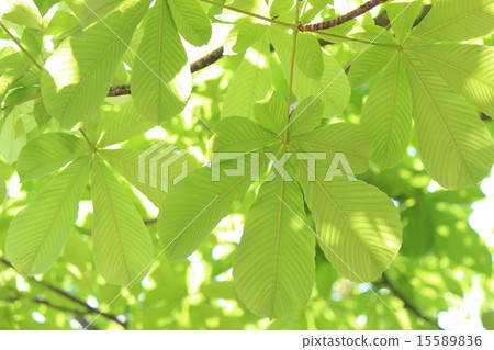 Fresh green (Toshinoki) 15589836