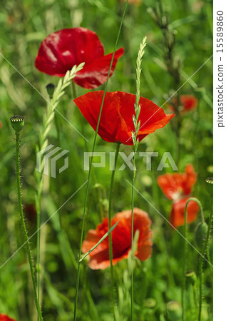 Poppy in a field Poppy in a field 15589860