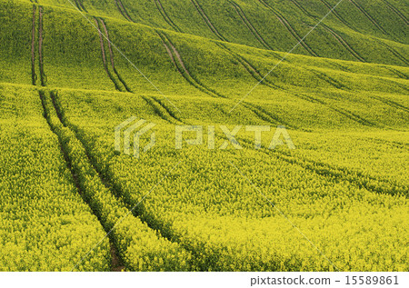 Rapeseed yellow field in spring 15589861