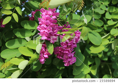 Niseakashia (Cascade Rouge) Niseakashia (Cascade Rouge) 15589894