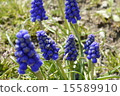 Muscari 15589910