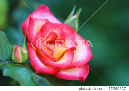 巴拉貝蒂布普 巴拉貝蒂布普 15590217