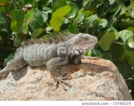 Iguana Aruba yoko who sunbats on the rock Iguana Aruba yoko who sunbats on the rock 15590229