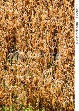 Dead corn field after harvest season Dead corn field after harvest season 15590335