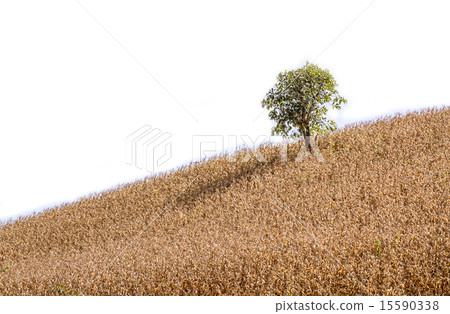 Dead corn field after harvest season Dead corn field after harvest season 15590338