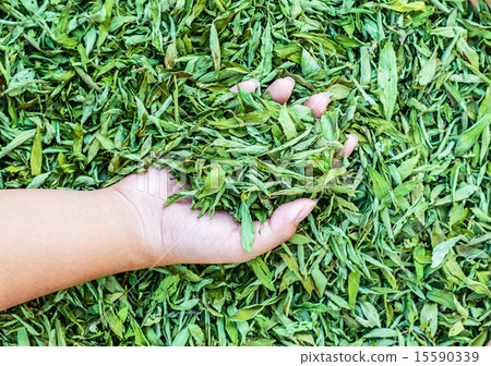 Dried Stevia Rebaudiana Bertoni - sweetener leaf  15590339